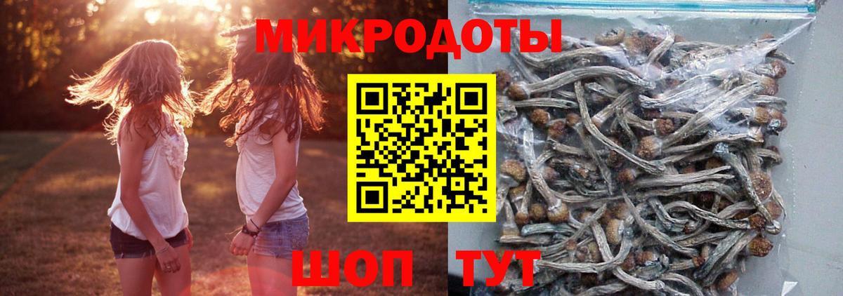 Псилоцибиновые грибы Psilocybine cubensis Советская Гавань